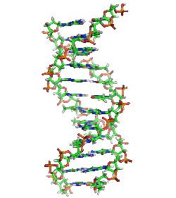 fragment nici DNA