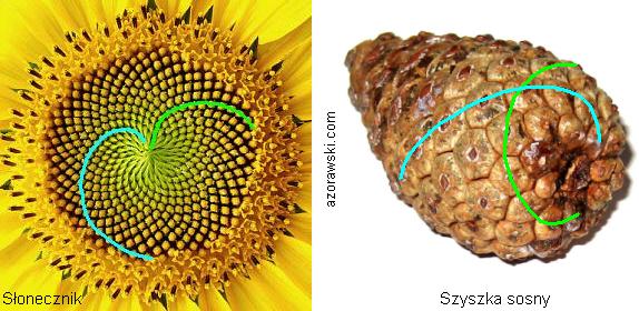 Spirale w budowie słonecznika i szyszki sosny - związek ze złotym kątem